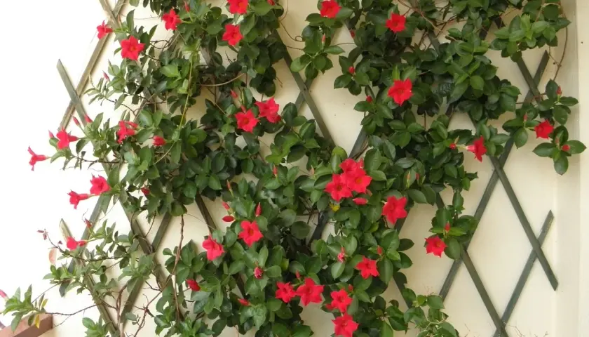 Dipladenia en pleine floraison rouge vif, grimpant sur un treillage. Un entretien facile pour une belle floraison estivale.