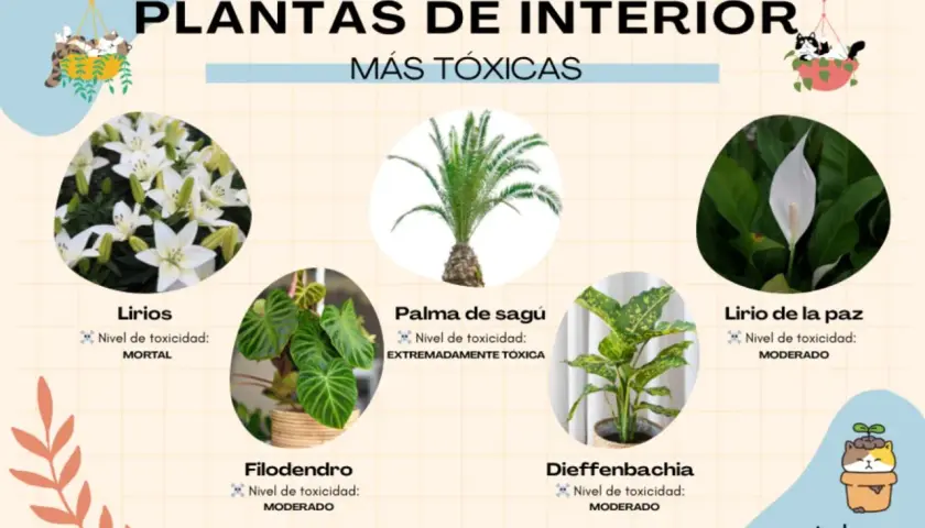 Plantas venenosas para gatos: lirios (mortal), palma de sagú (extremadamente tóxica), filodendro, diffenbachia y lirio de la paz (moderado).