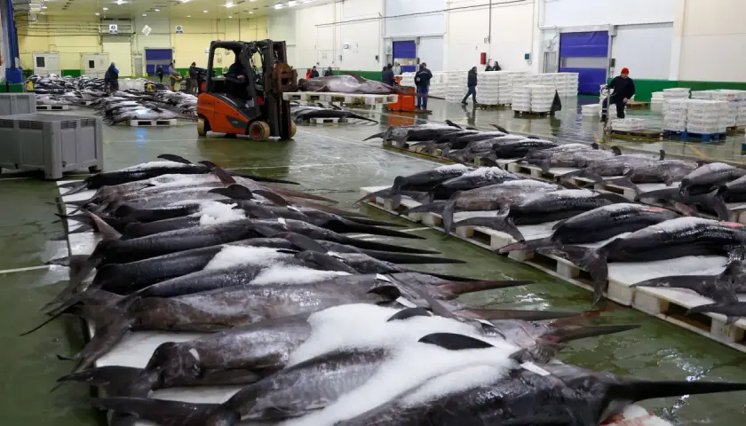 Gran cantidad de pez espada y otros pescados cubiertos de hielo en un muelle. Un pescador gallego supervisa la descarga.