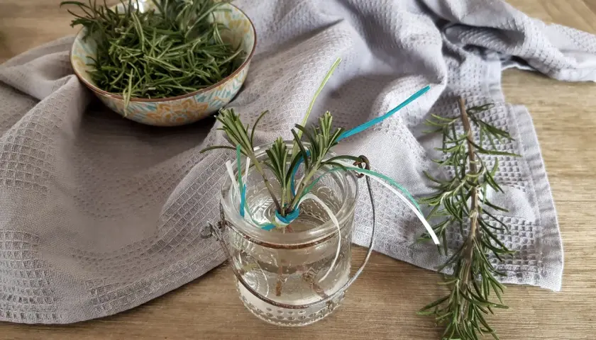 Frische Rosmarinzweige in einem Glas mit Wasser, bereit zum **Rosmarin vermehren**. Daneben eine Schale voller Kräuter und ein Küchentuch.
