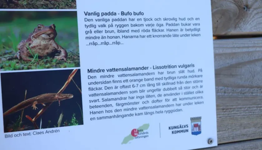 En mindre vattensalamander simmar bland vattenväxter. Den har en brun, slät hud och ett orange band på undersidan.