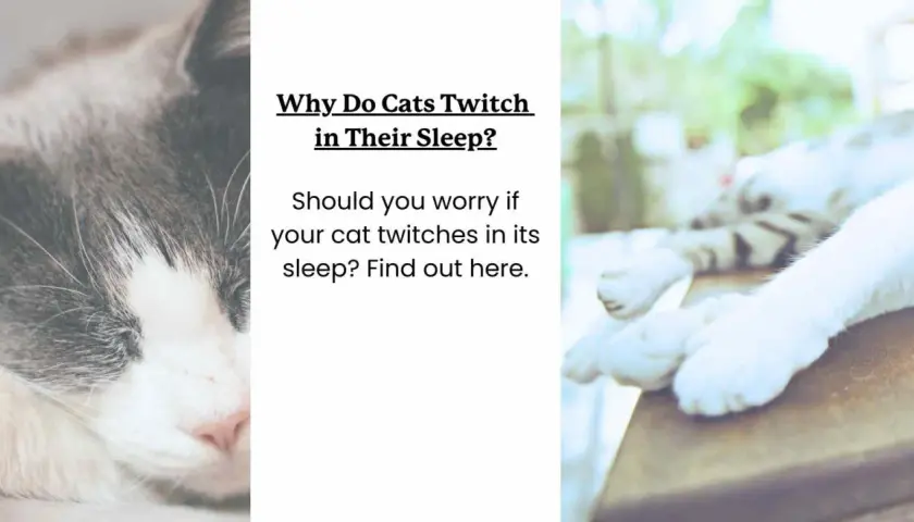 Close-up of a sleeping cat's face. Text asks, "Why Do Cats Twitch in Their Sleep?" and "Can cats have nightmares?