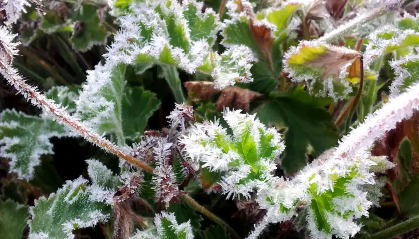Gröna blad och stjälkar täckta av vackert **pelargon frost**. Isblommor pryder kanterna på bladen och skapar ett gnistrande vinterlandskap.