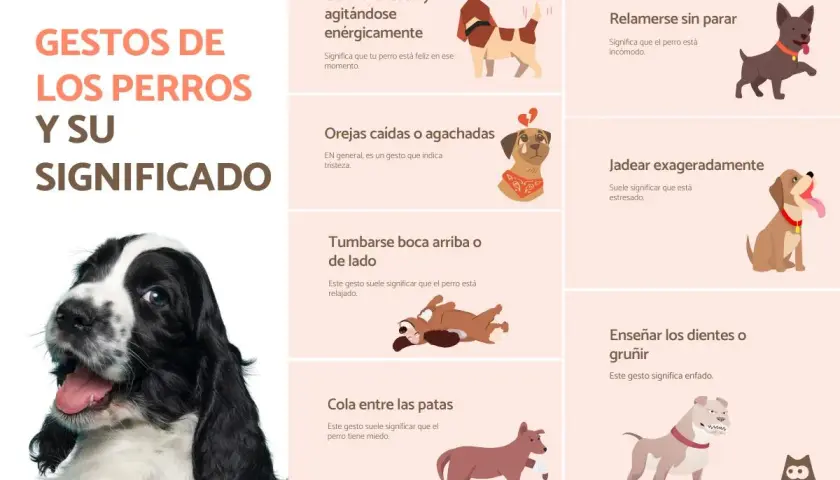Guía visual de 50 gestos de los perros y su significado. Aprende a interpretar el lenguaje corporal canino, desde la cola levantada hasta las orejas caídas.