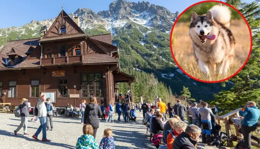 Szczęśliwy pies rasy alaskan malamute wbiega na tle górskich krajobrazów Tatr. W oddali drewniane schronisko i turyści.