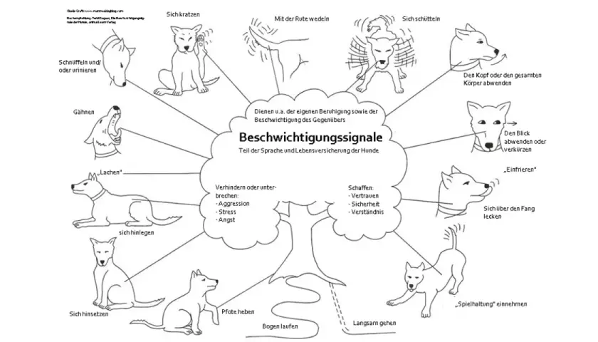 Schema zeigt verschiedene **Hund Zeichen** für Beschwichtigungssignale, wie Gähnen, Kopf abwenden oder sich schütteln.