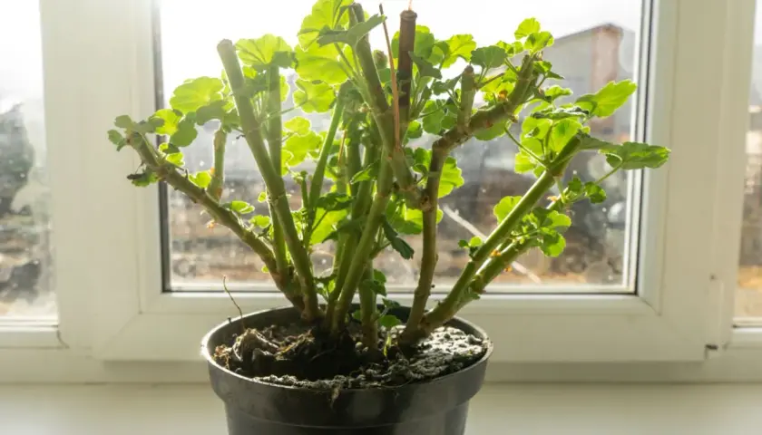 Pelargonie na parapecie, gotowe do przezimowania. Grube łodygi i młode listki czekają na wiosnę.