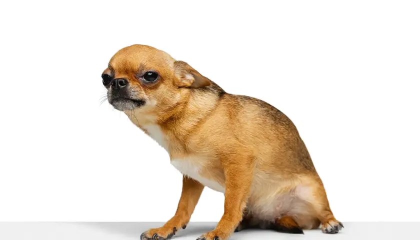 Mały piesek chihuahua w pozie jak do saneczkowania u psa, z zaciekawieniem spogląda w bok.
