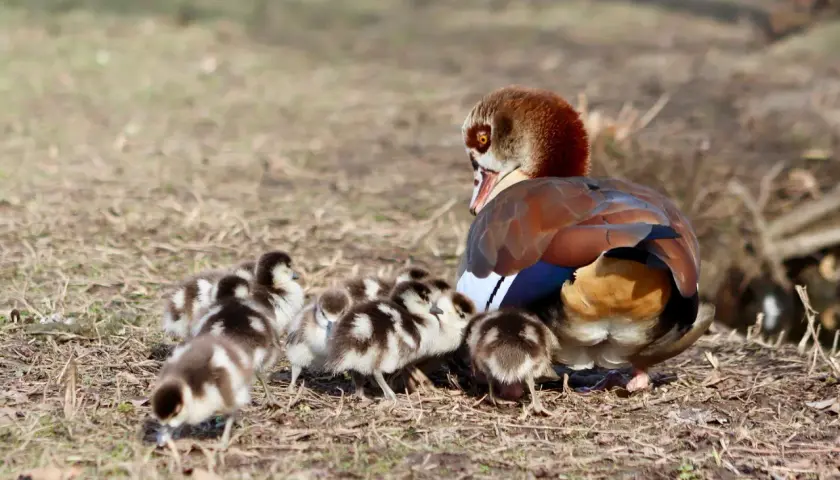 Ägyptische Gans mit Küken in Bayern. Die Nilgans-Jagdzeit ist vorbei, nun genießt die Familie die Frühlingssonne.