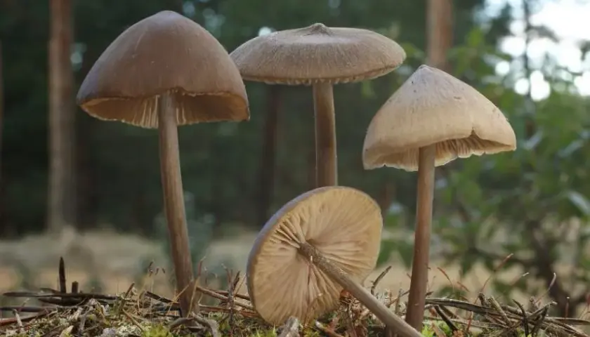 Grzyby halucynogenne w Polsce: Gdzie rosną i jakie jest ryzyko?