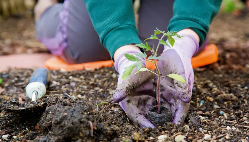 Mani guantate piantano una piantina di pomodoro nel terreno. Un piccolo attrezzo da giardinaggio è accanto. È il momento di capire cosa piantare a marzo.