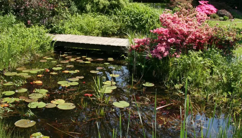 Ein idyllischer Garten mit einem **Teich anlegen**. Seerosen schwimmen auf dem dunklen Wasser, eine Holzbrücke führt über den Teich, umgeben von üppigem Grün und rosa Blüten.