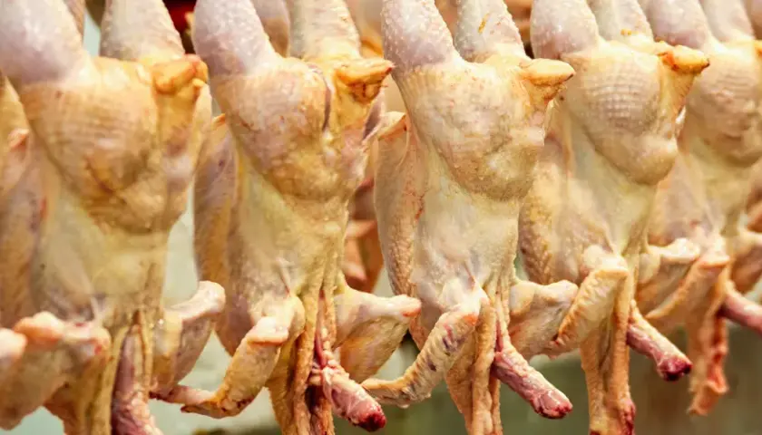 Rader av hängande kycklingar, förberedda för halalslakt. Processen för halalslakt hur går det till är viktig för många.