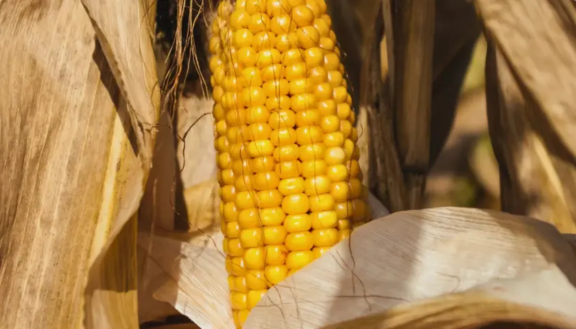 Złocista kolba kukurydzy, otoczona suchymi liśćmi, stanowi piękny przykład naturalnego, dry stopniowania.