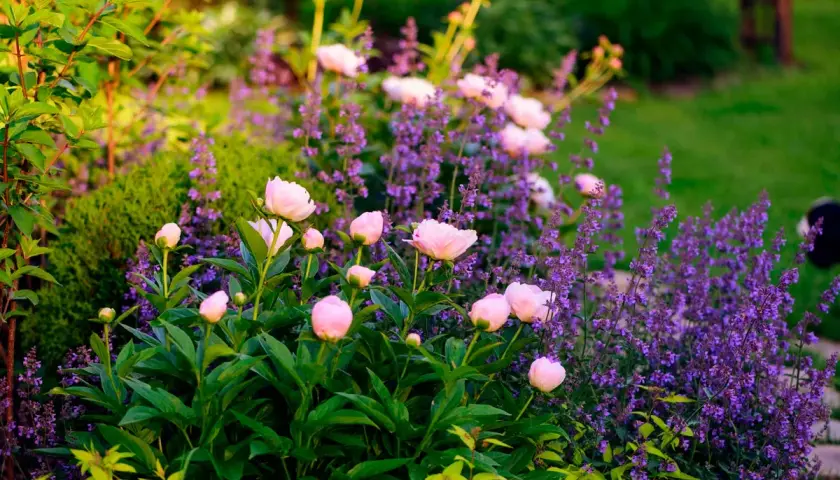 Lila perenner blommar i en lummig trädgård, med mjuka rosa pioner som sticker upp bland de lila blommorna.
