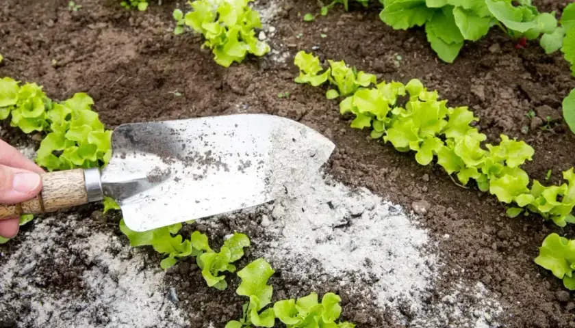 Popiół drzewny rozsypywany łopatką pod młode sałaty i rzodkiewki.