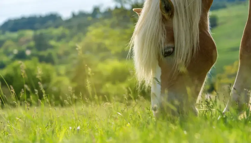 Un cheval à la crinière blonde broute paisiblement dans une herbe verdoyante, profitant d'un paysage vallonné et ensoleillé.