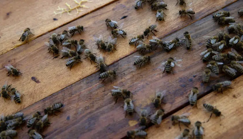 Un enjambre de abejas se mueve sobre madera. Parecen **soñar con avispas**, trabajando juntas en un mundo de panales.