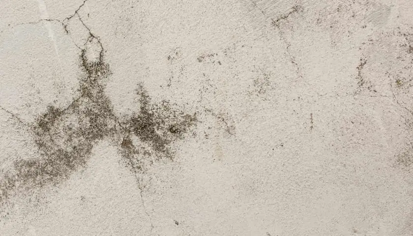 Textura de pared con manchas oscuras y grietas, sugiriendo la presencia de ácaros en la pared.