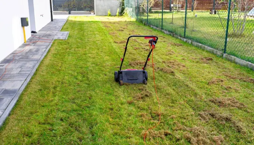 Wertykulacja trawnika kiedy? Elektryczny wertykulator pozostawił na trawie ściółkę, przygotowując ją do wiosennej pielęgnacji.