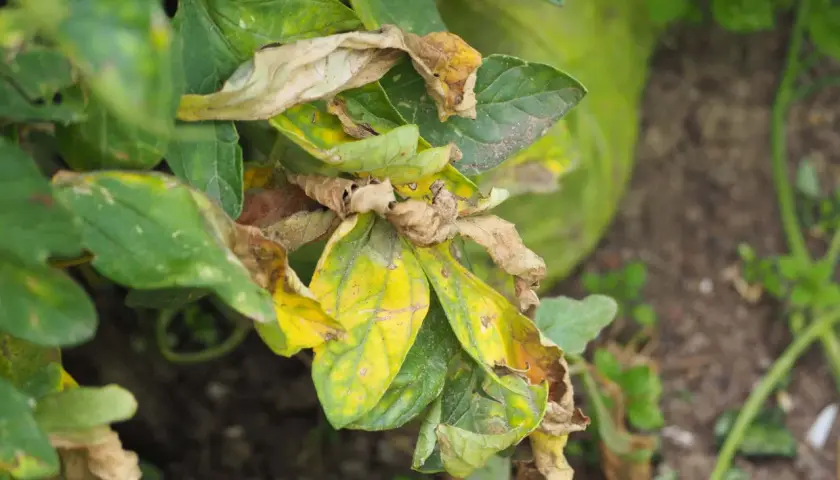 Foglie di melanzana ingiallite e secche, con macchie marroni, sintomo di peronospora melanzana.