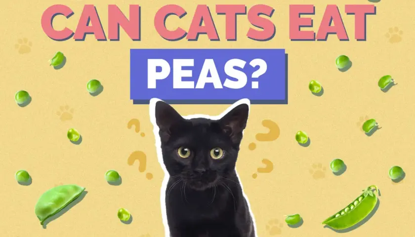 A black cat looks up curiously amidst scattered peas and question marks, with the text "CAN CATS EAT PEAS?" prominently displayed.