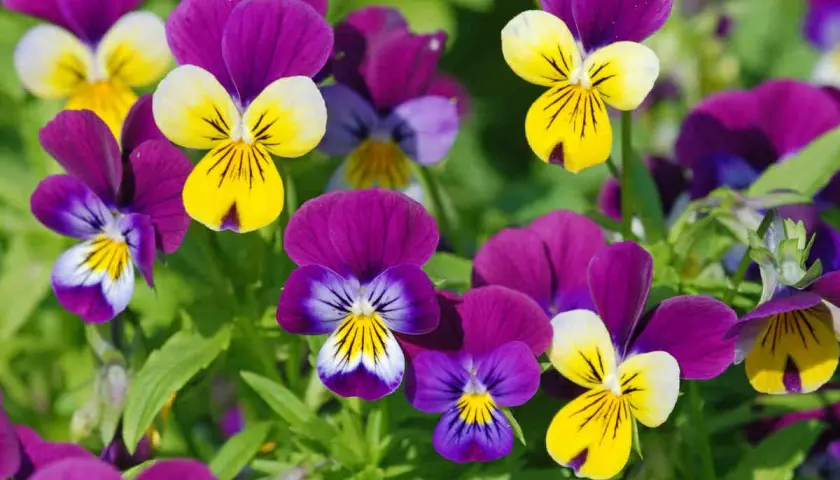 Un parterre de pensées aux couleurs vives, jaunes, violettes et blanches, évoquant la joie et la pensée positive.