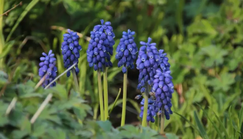 En grupp blå blommor, likt små druvklasar, reser sig ur grönska. En blå blomma som bjuder in till våren.