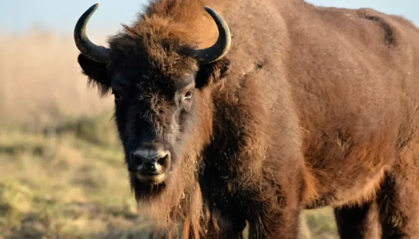 En ståtlig bisonoxe i Sverige, med sina imponerande horn och tjocka päls, betar i det soliga landskapet.
