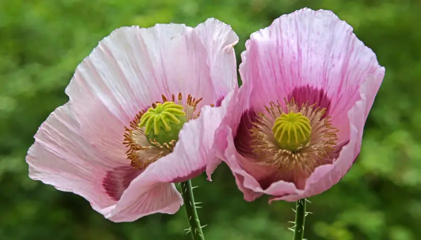 Zwei zarte, rosafarbene Schlafmohnblüten mit grünen Samenkapseln im Garten entdeckt.