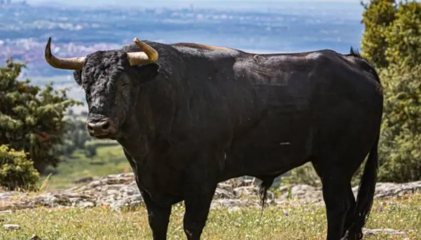 Toro negro imponente, símbolo de la ganadería Parladé, pastando en un prado con la ciudad al fondo.