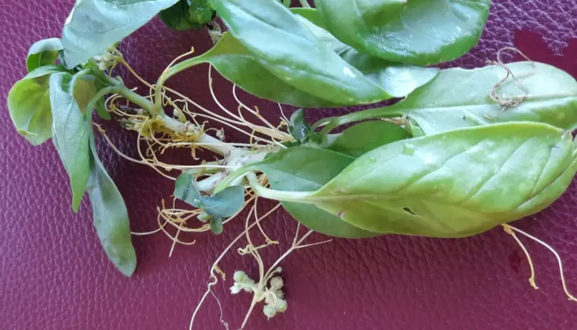 Pianta di basilico con radici aeree e filamenti di cuscuta che si intrecciano.