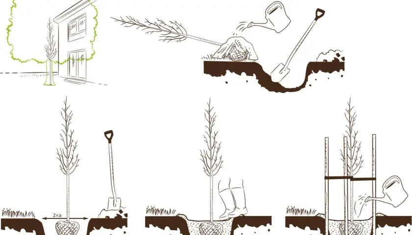 Ilustracja pokazuje kolejne etapy sadzenia drzewa: kopanie dołka, umieszczanie drzewka, zasypywanie ziemią, podlewanie i podpieranie.