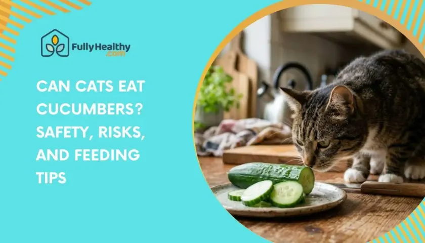 A tabby cat sniffs sliced cucumbers on a plate, questioning if cats can eat cucumbers. Safety, risks, and feeding tips are discussed.