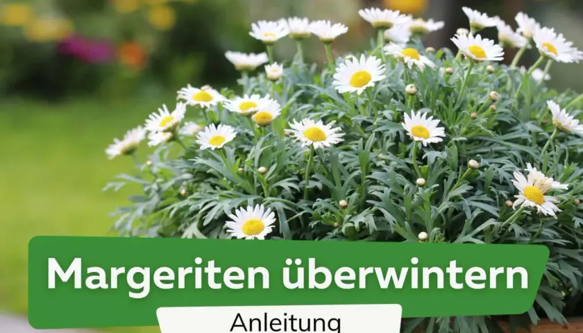 Winterharte Margeriten in voller Blüte. Anleitung zum Überwintern der Blumen.
