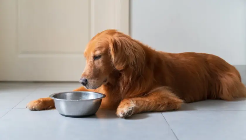 Ein Golden Retriever liegt neben einem leeren Napf. Vielleicht braucht er eine Darmsanierung für Hunde, um wieder Appetit zu bekommen.