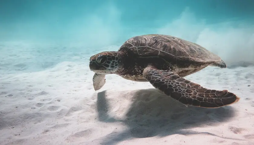 Żółwie caretta caretta - Wielkie i długowieczne zwierzęta morskie