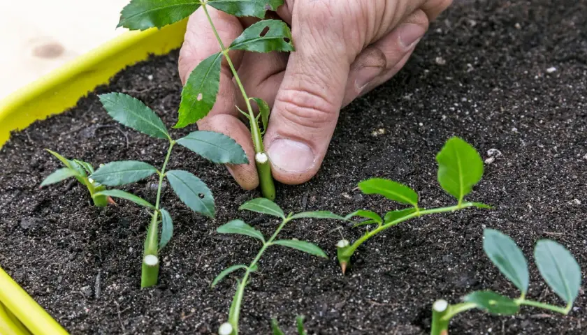 Hand setzt Rosen-Stecklinge in Erde. So kann man Rosen vermehren, fast wie Kartoffeln.