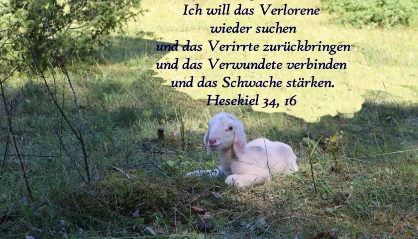 Ein Lamm liegt im Gras, während göttliche Worte aus Hesekiel 34, 16, wie in Johannes 14, Trost spenden.