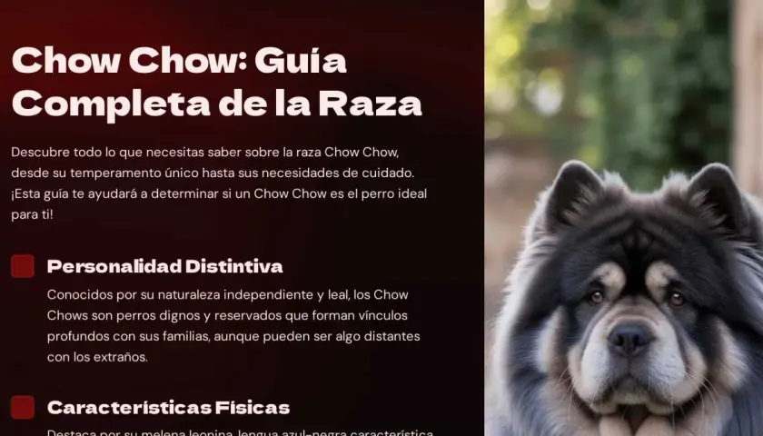Un majestuoso perro Chow Chow, con su denso pelaje gris y expresión serena, aparece en primer plano.