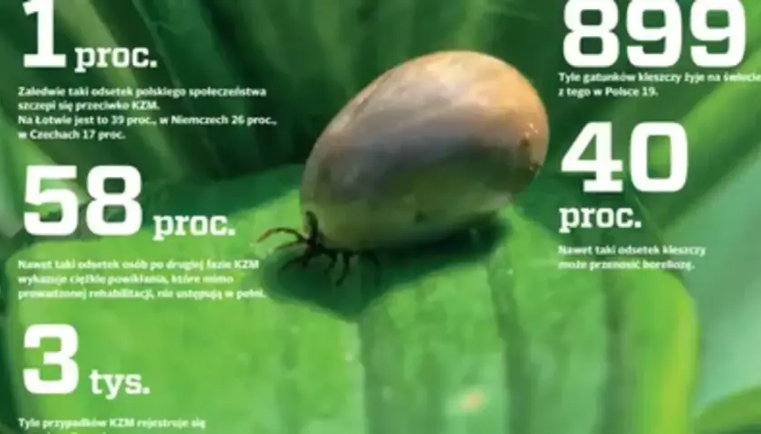 Kleszcz na liściu. Informacje o KZM (odkleszczowe zapalenie opon mózgowych) i boreliozie. 40% kleszczy może przenosić choroby.