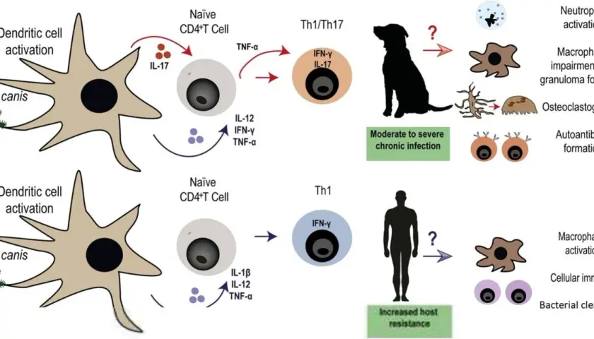 Diagram shows immune response to B. canis in dogs, leading to moderate to severe chronic infection, and in humans, leading to increased host resistance. Brucellosis in dogs involves Th1/Th17 cells.