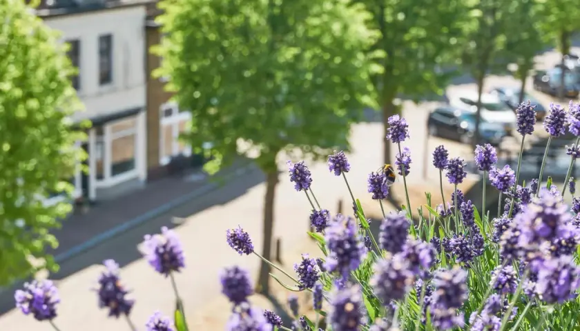 Ein **Lavendel Balkonkasten** blüht üppig, eine Biene sammelt Nektar. Im Hintergrund ein Haus und Bäume.
