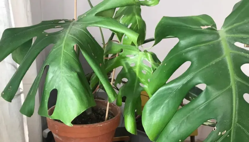Duża, zielona monstera opada, jej liście z charakterystycznymi dziurami są lekko przywiędłe. Roślina w brązowej doniczce.