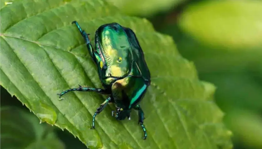 Un magnifico scarabeo verde smeraldo riposa su una foglia verde brillante, con gocce d'acqua che scintillano.