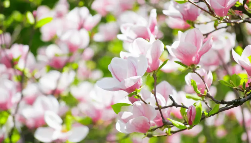 Magnoliablommor i full blom, med mjuka rosa och vita kronblad som sträcker sig mot solen. En ny knopp anas, redo att slå ut.