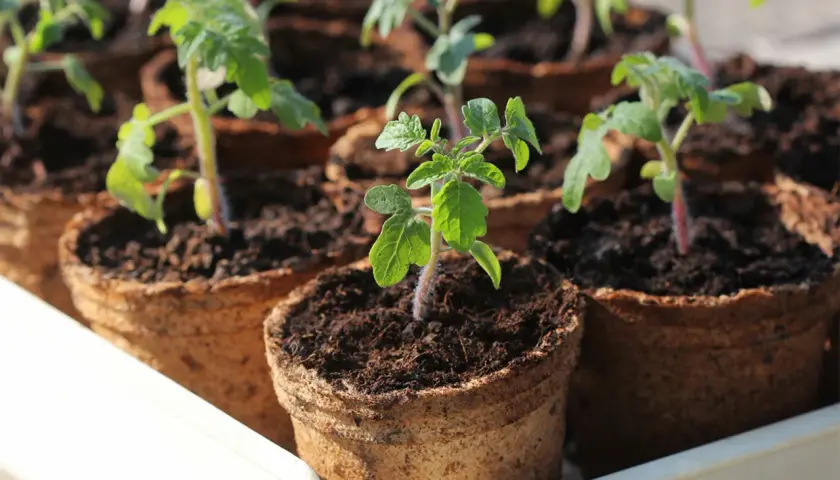 Kleine Tomatenpflanzen in Torftöpfen, bereit für die Aussaat im Februar.