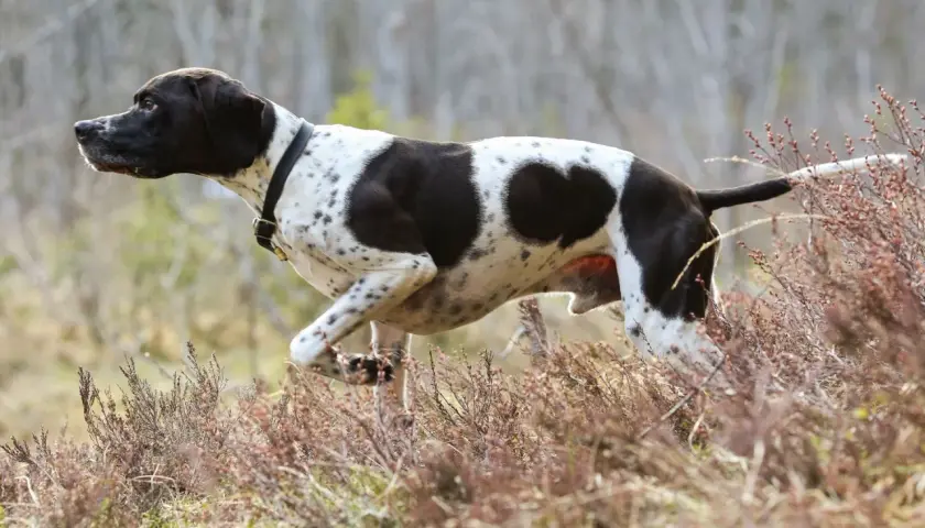 Ein English Pointer mit schwarz-weißer Fellzeichnung läuft durch Heidekraut.