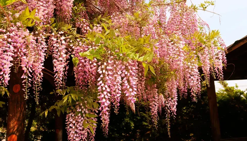 En överdådig blåregn pergola med hängande rosa blomklasar som skapar en magisk, blomstrande tunnel.