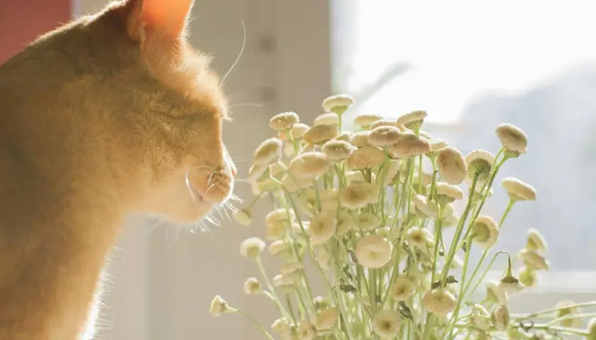 Gato naranja olfateando flores. Quizás buscando feromonas para gatos casera en la naturaleza.